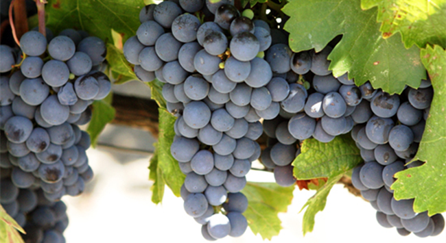 赤霞珠_副本 赤霞珠_副本