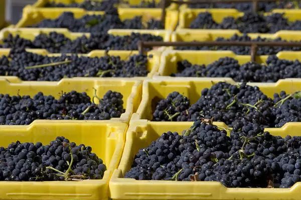 香檳的釀制過(guò)程