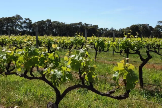 全球升溫，或將影響葡萄酒口感