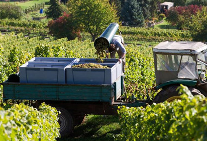 2017德國葡萄減產歐盟葡萄酒產量將創(chuàng)17年來最低